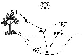 能量流失|能量流（生态系统）：定义，过程和示例（带图表）